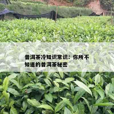 普洱茶冷知识常识：你所不知道的普洱茶秘密