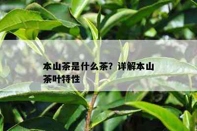 本山茶是什么茶？详解本山茶叶特性