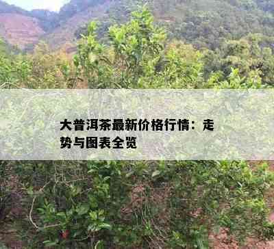 大普洱茶最新价格行情：走势与图表全览