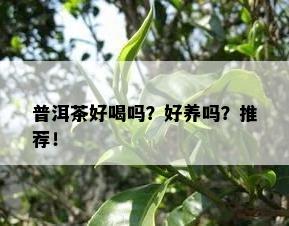 普洱茶好喝吗？好养吗？推荐！