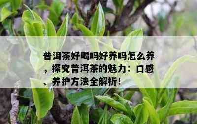 普洱茶好喝吗好养吗怎么养，探究普洱茶的魅力：口感、养护方法全解析！