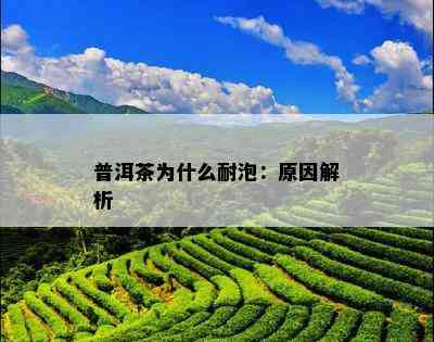 普洱茶为什么耐泡：原因解析