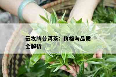 云牧牌普洱茶：价格与品质全解析