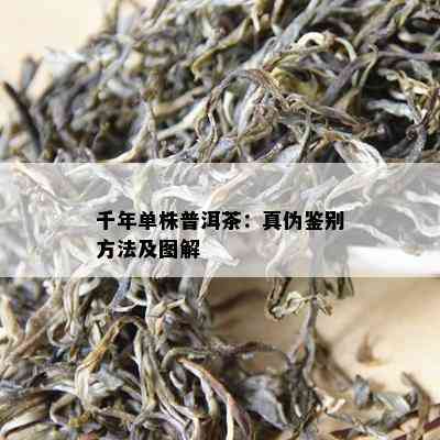 千年单株普洱茶：真伪鉴别方法及图解