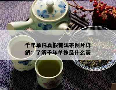 千年单株真假普洱茶图片详解：了解千年单株是什么茶