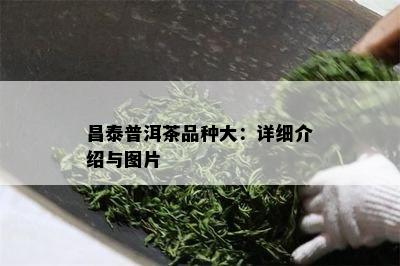 昌泰普洱茶品种大：详细介绍与图片