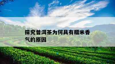 探究普洱茶为何具有糯米香气的原因