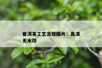 普洱茶工艺流程图片：高清无水印