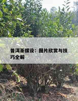 普洱茶摆设：图片欣赏与技巧全解