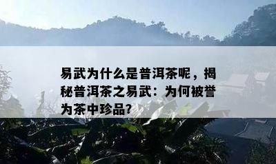 易武为什么是普洱茶呢，揭秘普洱茶之易武：为何被誉为茶中珍品？