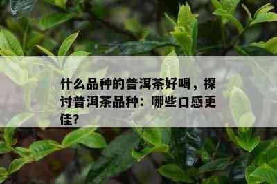 什么品种的普洱茶好喝，探讨普洱茶品种：哪些口感更佳？