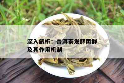 深入解析：普洱茶发酵菌群及其作用机制