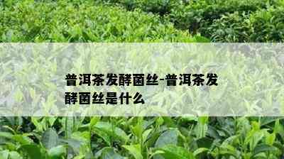 普洱茶发酵菌丝-普洱茶发酵菌丝是什么