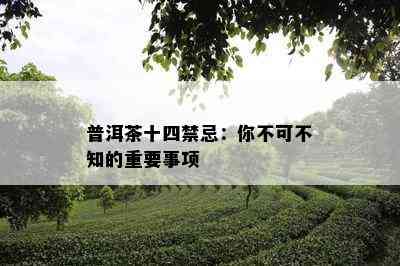 普洱茶十四禁忌：你不可不知的重要事项