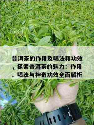 普洱茶的作用及喝法和功效，探索普洱茶的魅力：作用、喝法与神奇功效全面解析