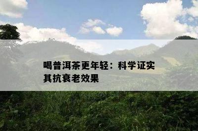 喝普洱茶更年轻：科学证实其抗衰老效果