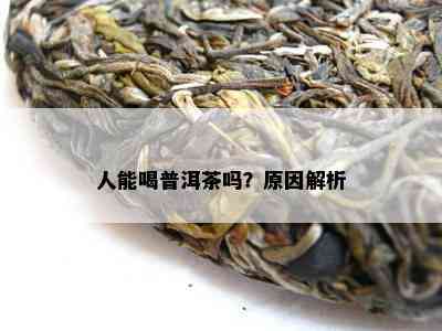 人能喝普洱茶吗？起因解析