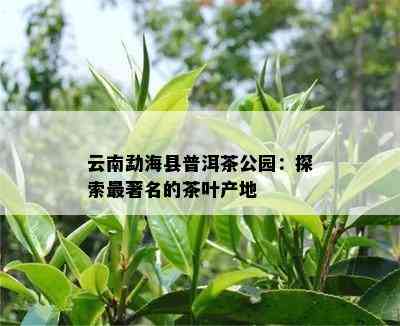 云南勐海县普洱茶公园：探索最著名的茶叶产地