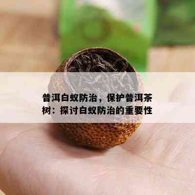 普洱白蚁防治，保护普洱茶树：探讨白蚁防治的关键性