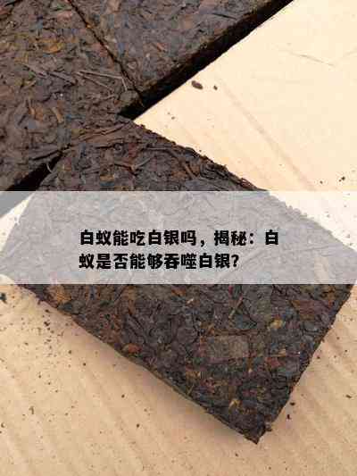 白蚁能吃白银吗，揭秘：白蚁是不是可以吞噬白银？