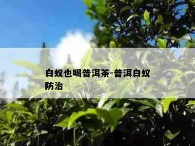 白蚁也喝普洱茶-普洱白蚁防治