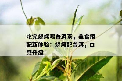 吃完烧烤喝普洱茶，美食搭配新体验：烧烤配普洱，口感升级！