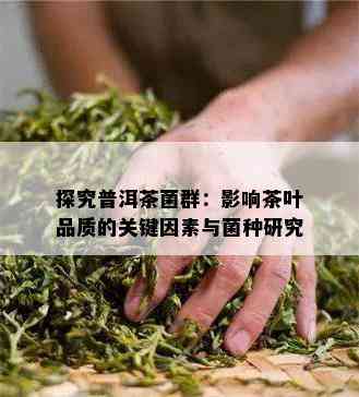 探究普洱茶菌群：影响茶叶品质的关键因素与菌种研究