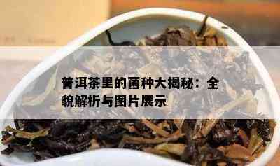 普洱茶里的菌种大揭秘：全貌解析与图片展示