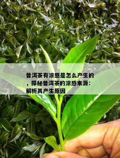 普洱茶有凉感是怎么产生的，探秘普洱茶的凉感来源：解析其产生起因