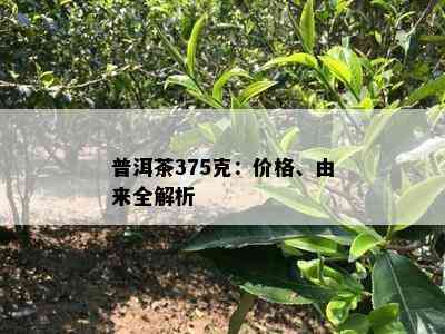 普洱茶375克：价格、由来全解析