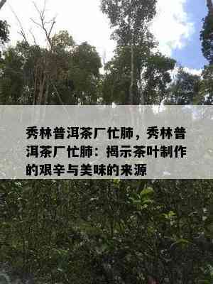 秀林普洱茶厂忙肺，秀林普洱茶厂忙肺：揭示茶叶制作的艰辛与美味的来源