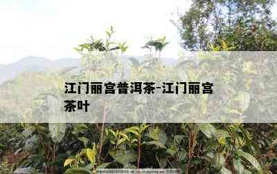 江门丽宫普洱茶-江门丽宫茶叶