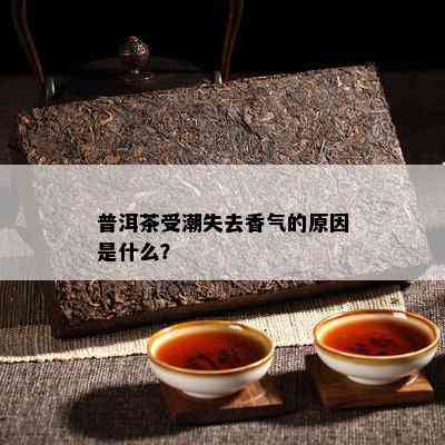 普洱茶受潮失去香气的起因是什么？