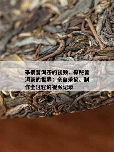 采摘普洱茶的视频，探秘普洱茶的世界：亲自采摘、制作全过程的视频记录