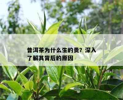 普洱茶为什么生的贵？深入熟悉其背后的起因