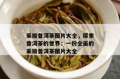 采摘普洱茶图片大全，探索普洱茶的世界：一份全面的采摘普洱茶图片大全