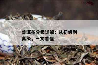 普洱茶分级详解：从初级到高级，一文看懂