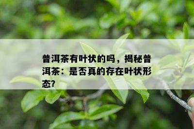 普洱茶有叶状的吗，揭秘普洱茶：是不是真的存在叶状形态？