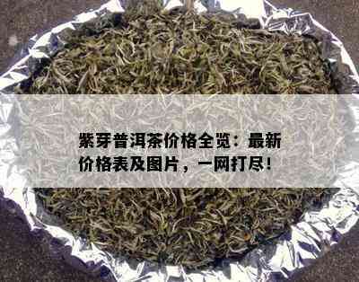 紫芽普洱茶价格全览：最新价格表及图片，一网打尽！