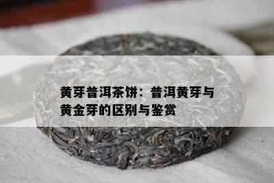 黄芽普洱茶饼：普洱黄芽与黄金芽的区别与鉴赏