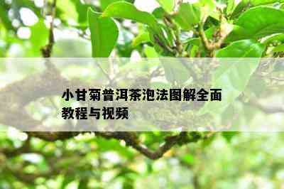 小甘菊普洱茶泡法图解全面教程与视频