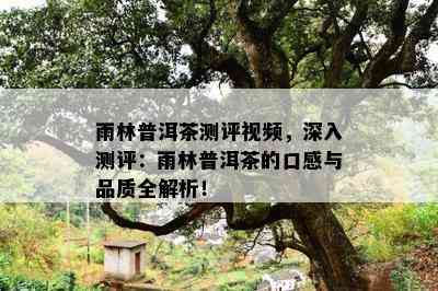 雨林普洱茶测评视频，深入测评：雨林普洱茶的口感与品质全解析！