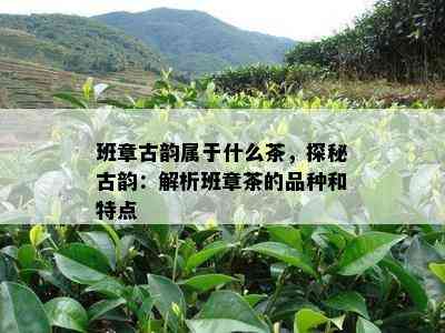 班章古韵属于什么茶，探秘古韵：解析班章茶的品种和特点