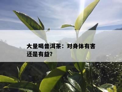 大量喝普洱茶：对身体有害还是有益？