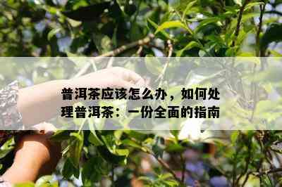 普洱茶应怎么办，怎样解决普洱茶：一份全面的指南