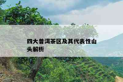 四大普洱茶区及其代表性山头解析