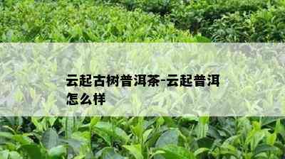 云起古树普洱茶-云起普洱怎么样