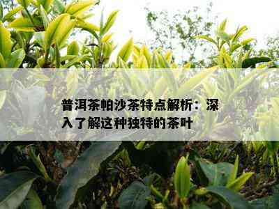 普洱茶帕沙茶特点解析：深入了解这种独特的茶叶