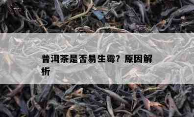 普洱茶是不是易生霉？起因解析