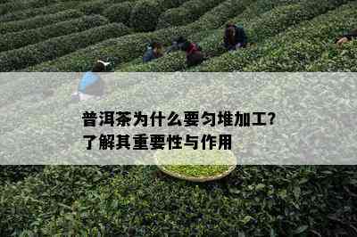 普洱茶为什么要匀堆加工？了解其重要性与作用